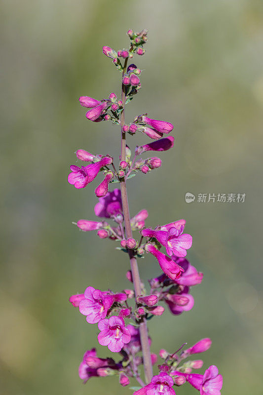 parryi, Parry's Penstemon parris, Parry's beardtongue或desert Penstemon，是一种原产于亚利桑那州南部索诺兰沙漠的野花。索诺兰沙漠，亚利桑那州。